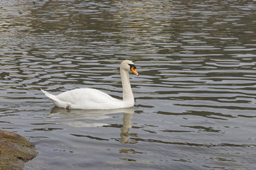 swan