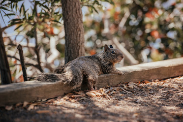 Funny California ground squirrels