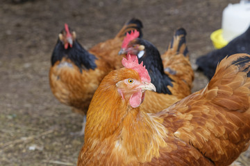 chicken