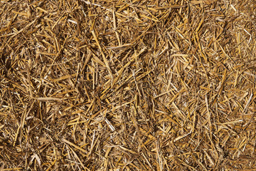 Straw of yellow color scattered on a horizontal surface. Background, texture