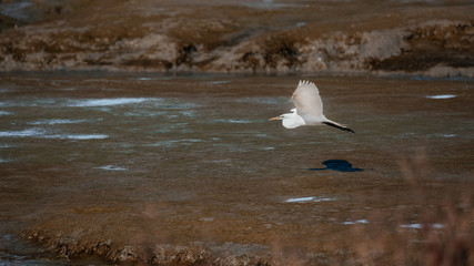 Fototapeta premium California Great egret