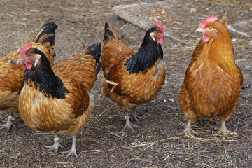 chicken