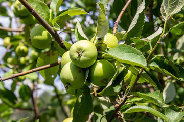 Ripening apples. A good crop of apples