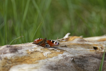 butterfly