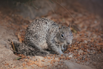 Funny California ground squirrels