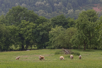 Fototapeta premium sheep on a meadow