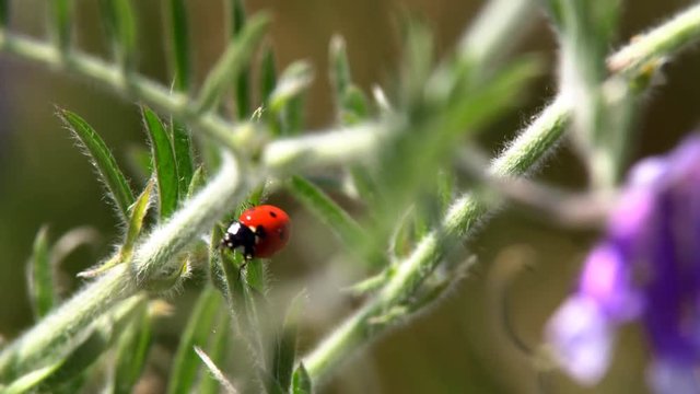 Ladybug crawling on the grass. A ladybird crawling along the grass searches for its prey to eat it