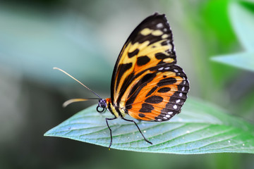 Obraz na płótnie Canvas Closeup beautiful butterfly & flower in the garden.