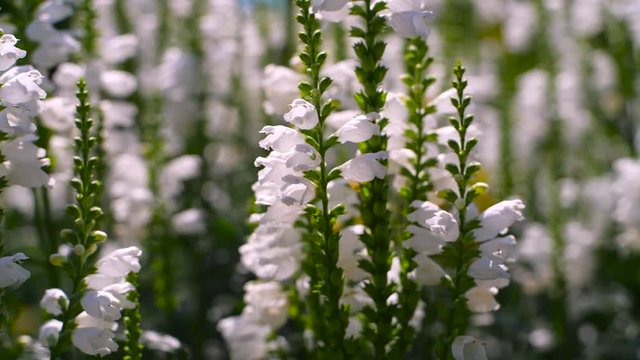 Summer blossoming white filed of flower and bees, Ukraine