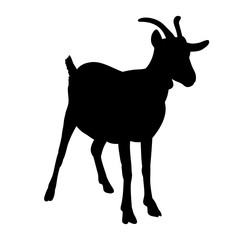 silhouette goat with horns stands on white background