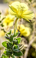 plant, flower, nature