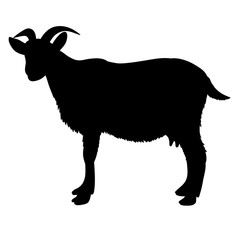 vector, isolated silhouette of goat on white background
