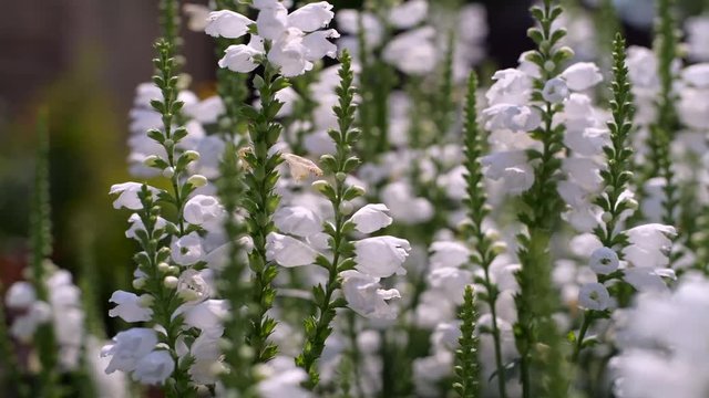 Summer blossoming white filed of flower and bees, Ukraine