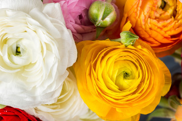 Ranunculus Buttercup Flowers of different colours