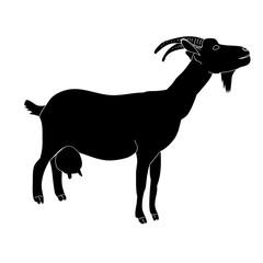 vector, isolated silhouette goat with horns