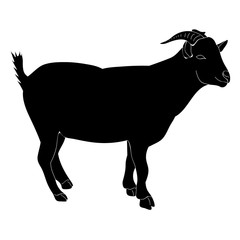 vector, isolated silhouette of a goat