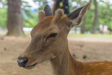 Naklejka na ściany i meble A closeup portrait of a cute wild sika deer with tiny antlers laying on the ground on a hot summer day in Nara Public Park, Nara, Japan