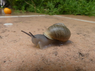 Schnecke