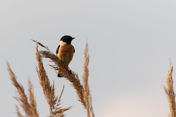 Stonechat bird sitting on the dry grass