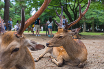 Naklejka na ściany i meble Wild cute sika deer with big velvet antlers relaxing and laying on the ground on a hot summer day in Nara Public Park, Nara, Japan