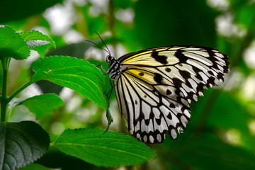  Closeup  beautiful butterfly  & flower in the garden.