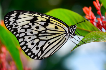  Closeup  beautiful butterfly  & flower in the garden.