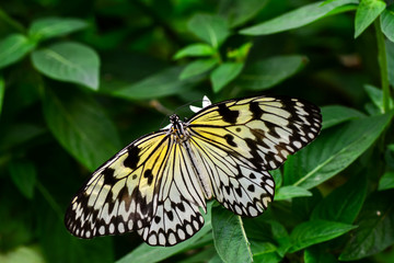  Closeup  beautiful butterfly  & flower in the garden.