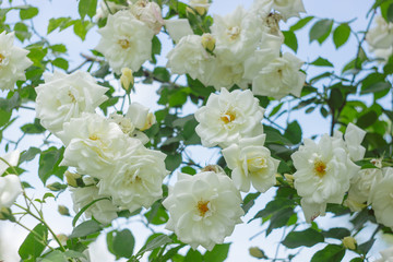 White garden roses on a bush amon the leaves, summer flowers