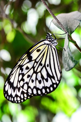  Closeup  beautiful butterfly  & flower in the garden.