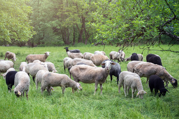 Sheep on a meadow