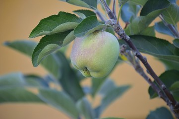Manzana verde 3