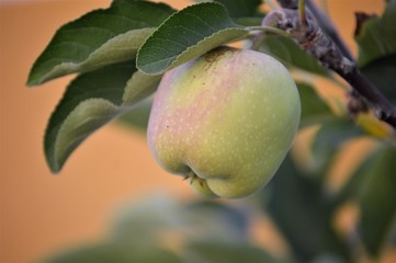 Manzana verde 2