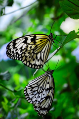  Closeup  beautiful butterfly  & flower in the garden.