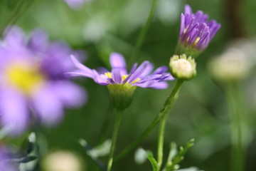 aster