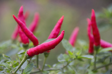Red chilies growing in a vegetable garden. Ready for harvest
