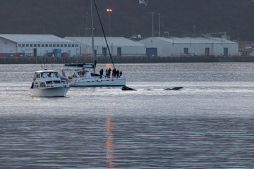 Obraz premium Southern Right Whale Plays With Sail Boats 