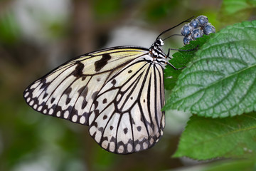  Closeup  beautiful butterfly  & flower in the garden.