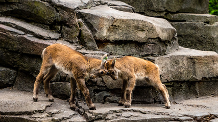 little capricorn fithing eachother baby capricorn in amsterdam zoo