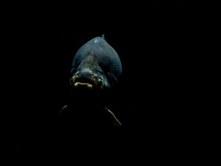 deep sea fish close up dramatic in amsterdam zoo