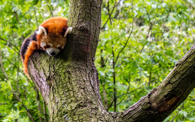 red panda sleeping on a tree in the wild. cute lesser panda Ailurus fulgens