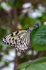  Closeup  beautiful butterfly  & flower in the garden.