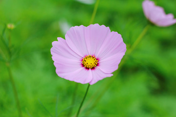 Obraz premium cosmos flowers in garden and blurred background as natural concept.