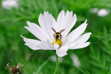 Obraz premium Bee on cosmos flowers in garden and blurred background as natural concept.