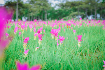 Krachai flower national park Chaiyaphum Province Thailand