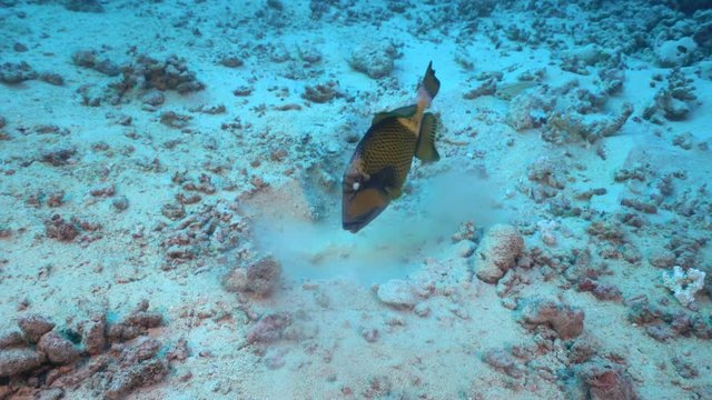 Titan triggerfish builds the nest on the sea floor - Red Sea