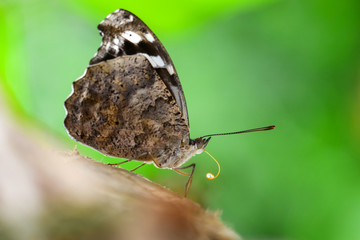  Closeup  beautiful butterfly  & flower in the garden.
