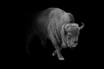 Printed roller blinds Bison european bison animal wildlife wallpaper