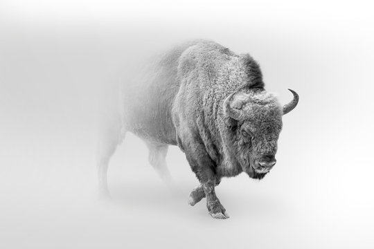 bison walking out of the mist greyscale image © Effect of Darkness