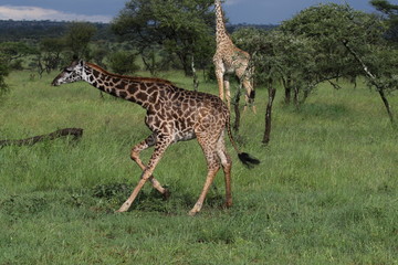 Giraffe, young Masai Giraffe, Serengeit