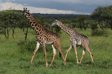 Naklejka na ściany i meble Giraffe, Masai Giraffes, Serengeti